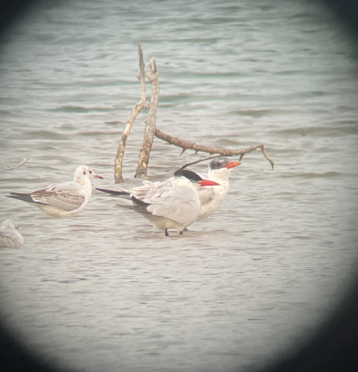 Caspian Tern - ML365489221