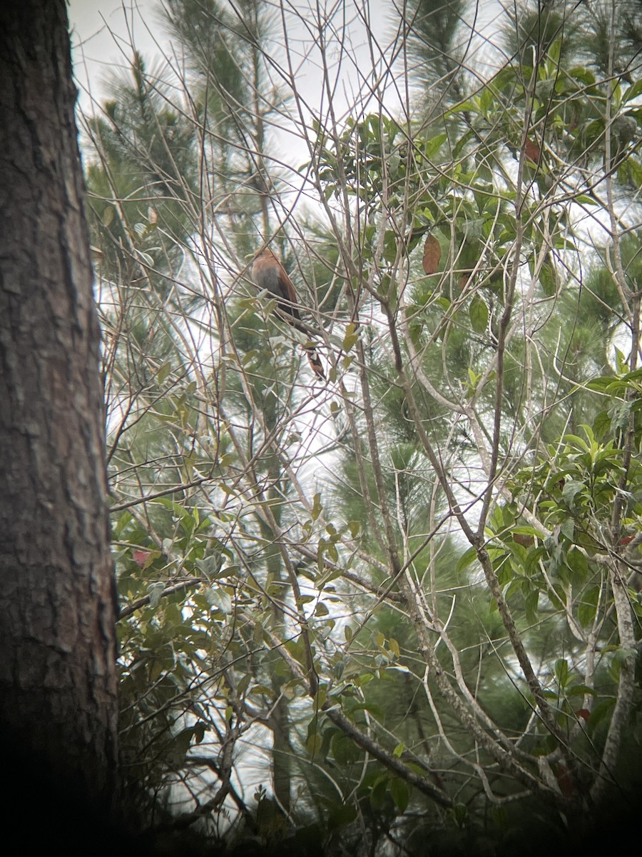 Squirrel Cuckoo - ML365490201