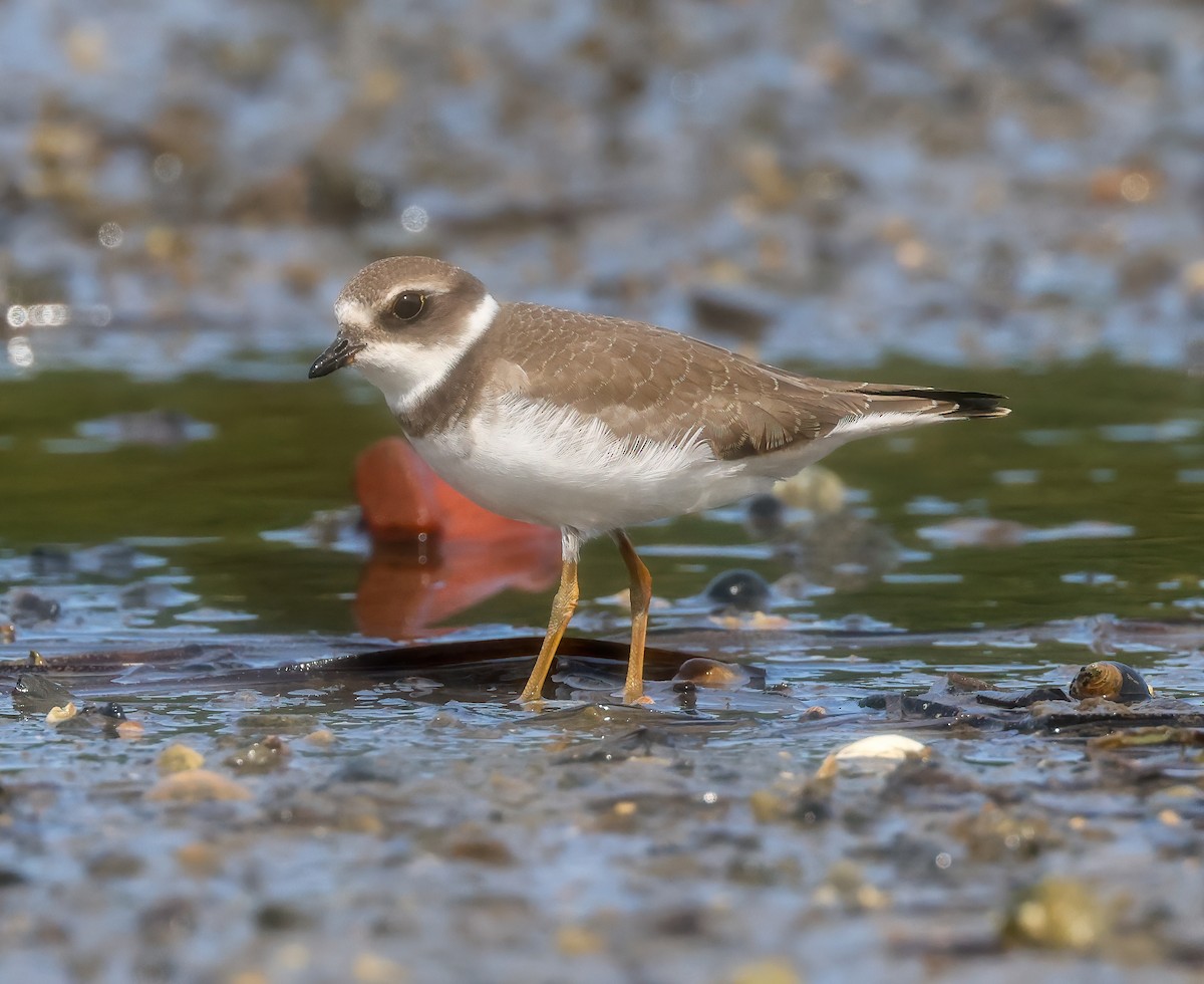 Semipalmated Plover - ML365490801