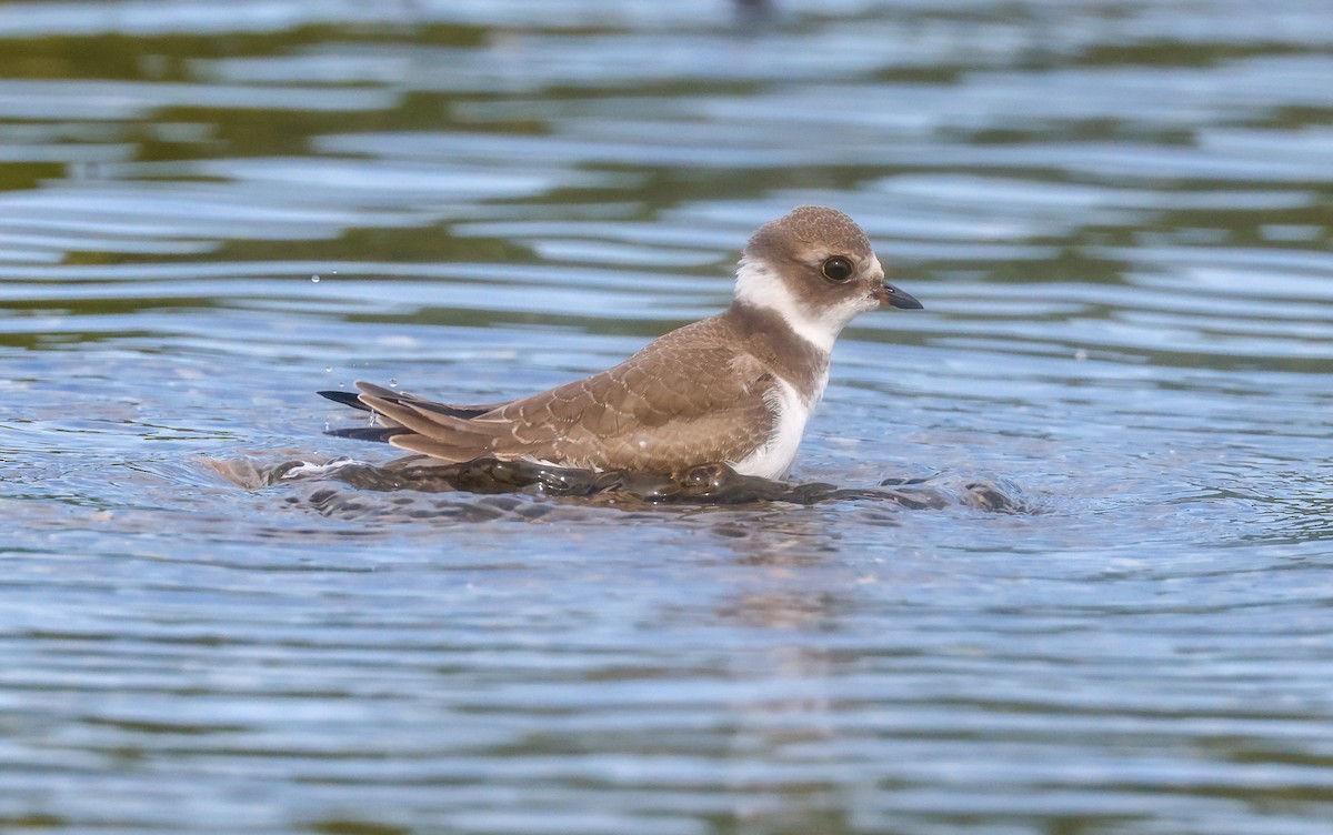 Semipalmated Plover - ML365490821
