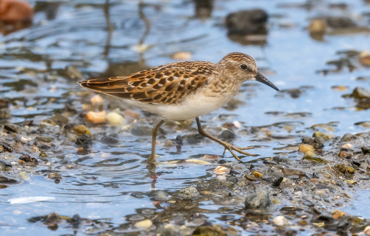 Least Sandpiper - ML365490961