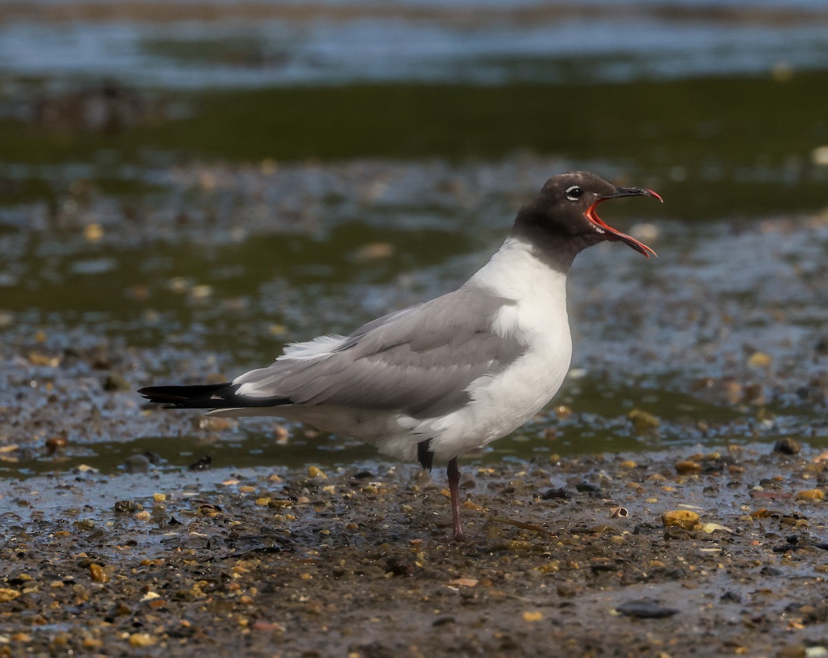 Laughing Gull - ML365491131