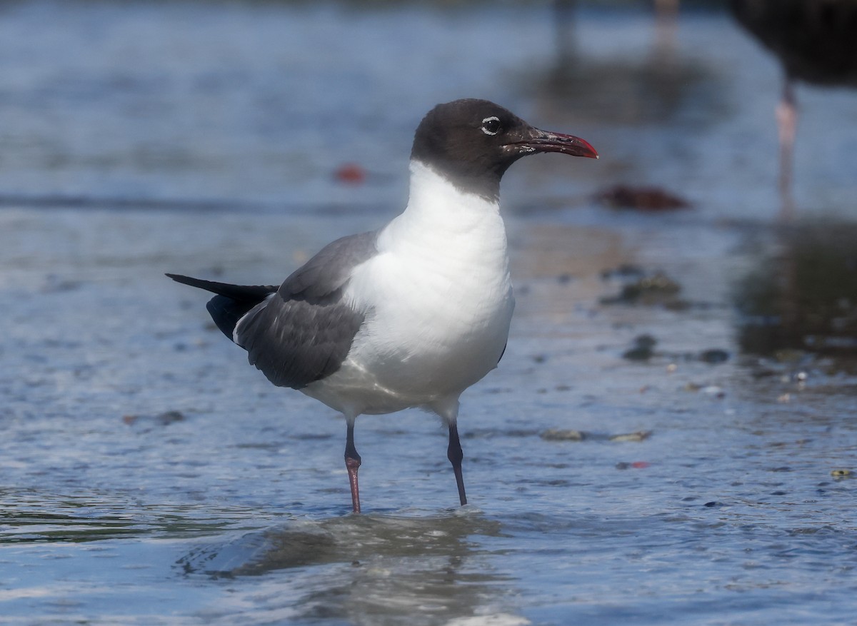 Laughing Gull - ML365491141