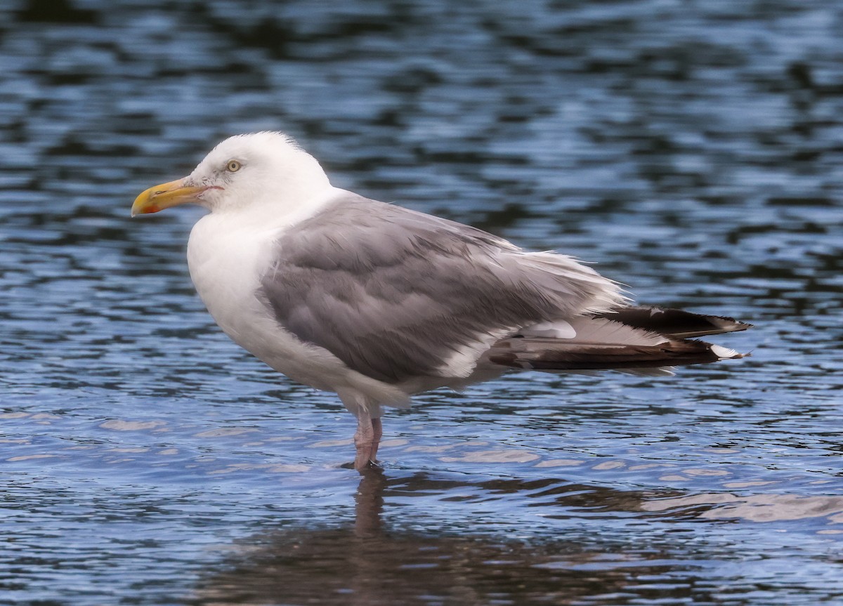 American Herring Gull - ML365491441