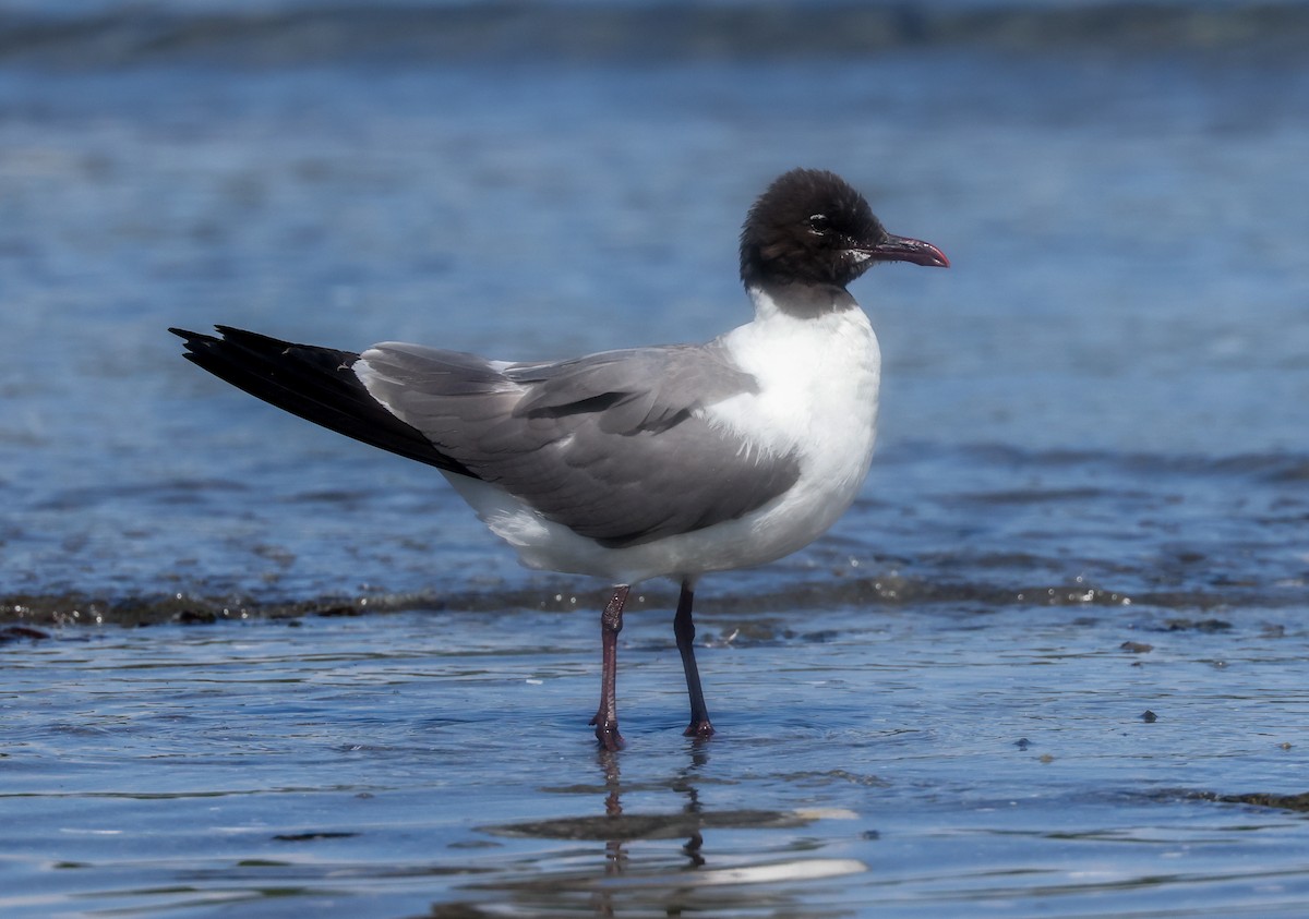 Laughing Gull - ML365491641