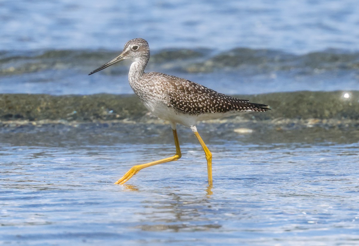 Greater Yellowlegs - ML365491911