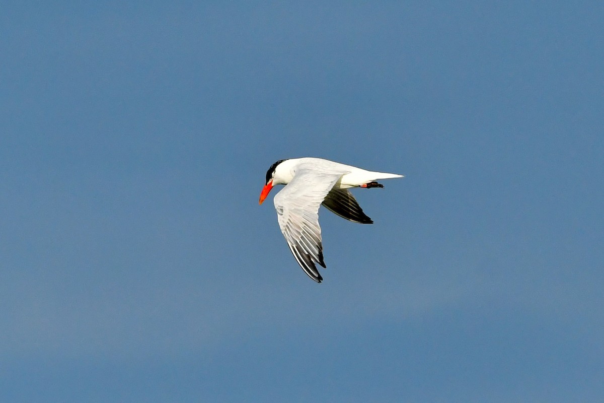 Caspian Tern - ML365492951