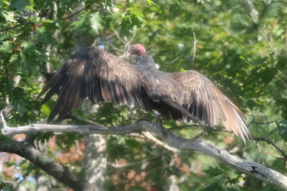 Turkey Vulture - ML365493091