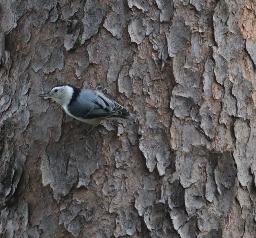 White-breasted Nuthatch (Eastern) - ML365493441