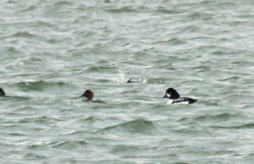 Barrow's Goldeneye - ML36549351