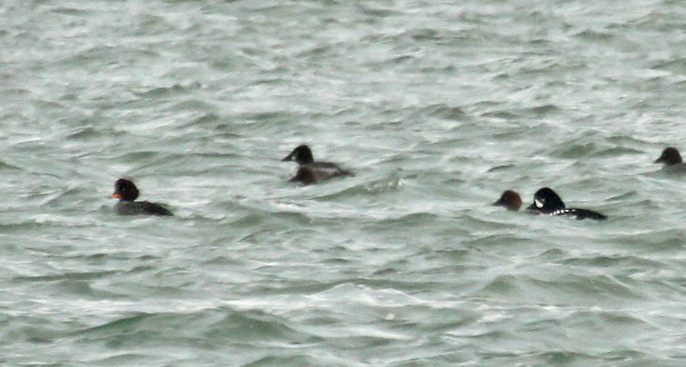 Barrow's Goldeneye - ML36549371