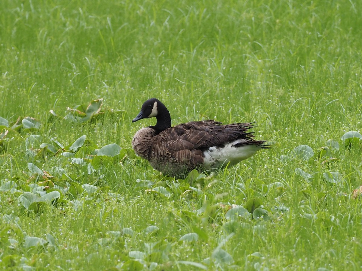 Canada Goose - ML365495011