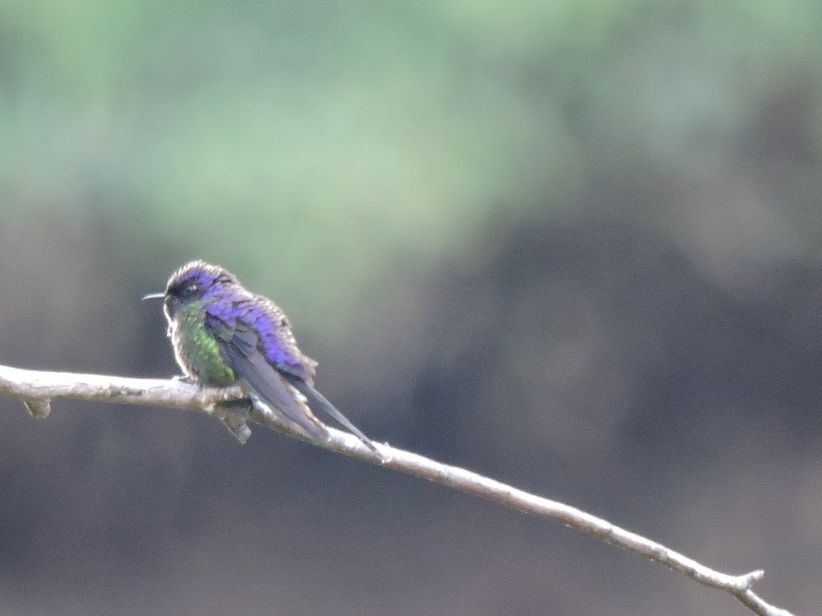 Purple-backed Thornbill - ML36549531