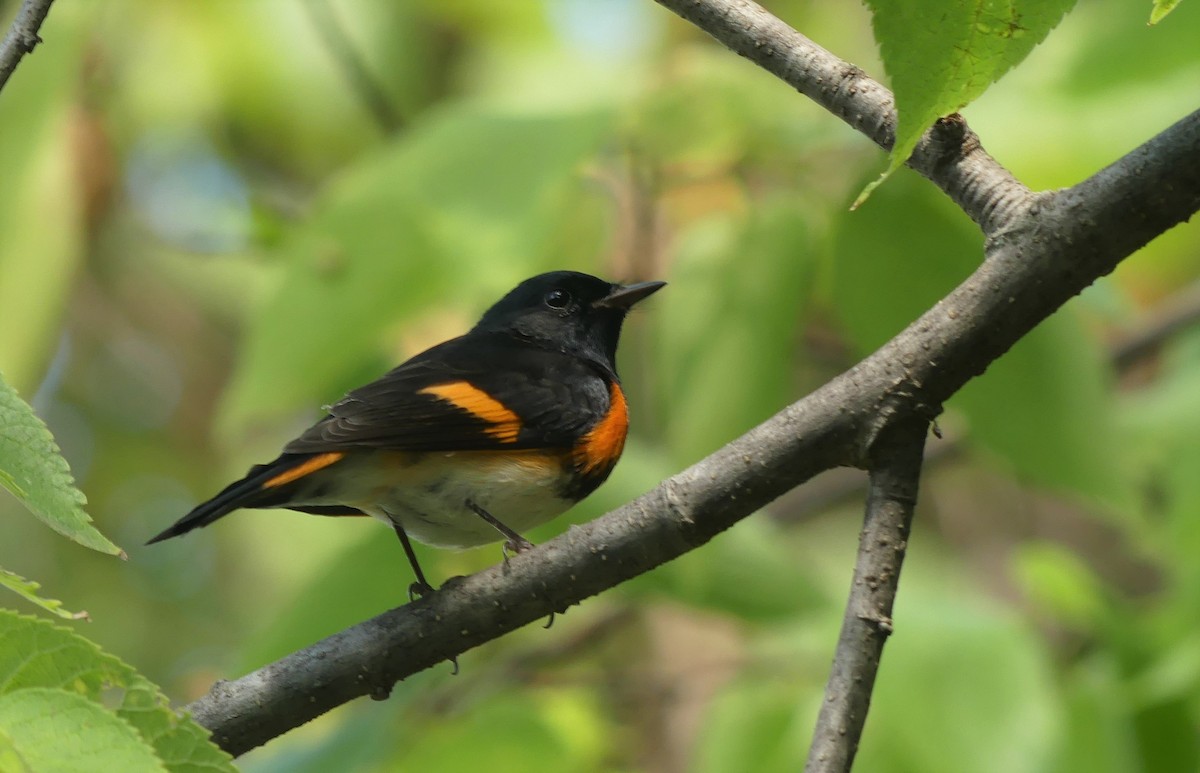 American Redstart - Alain Sylvain