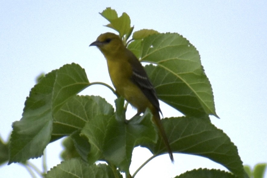 new world oriole sp. - Patti Anderson