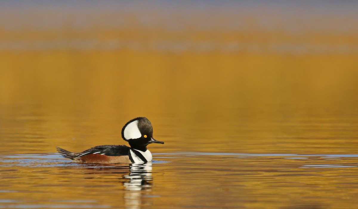 Hooded Merganser - Ryan Schain