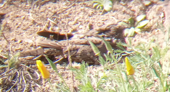 Band-winged Nightjar - ML365499961