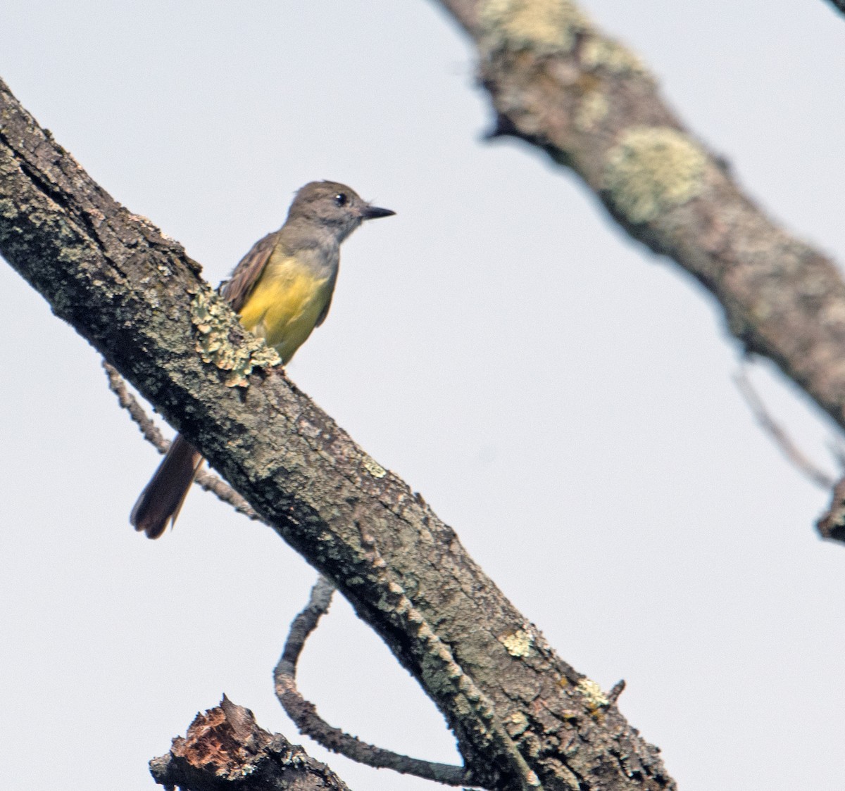 Great Crested Flycatcher - Mike Birmingham