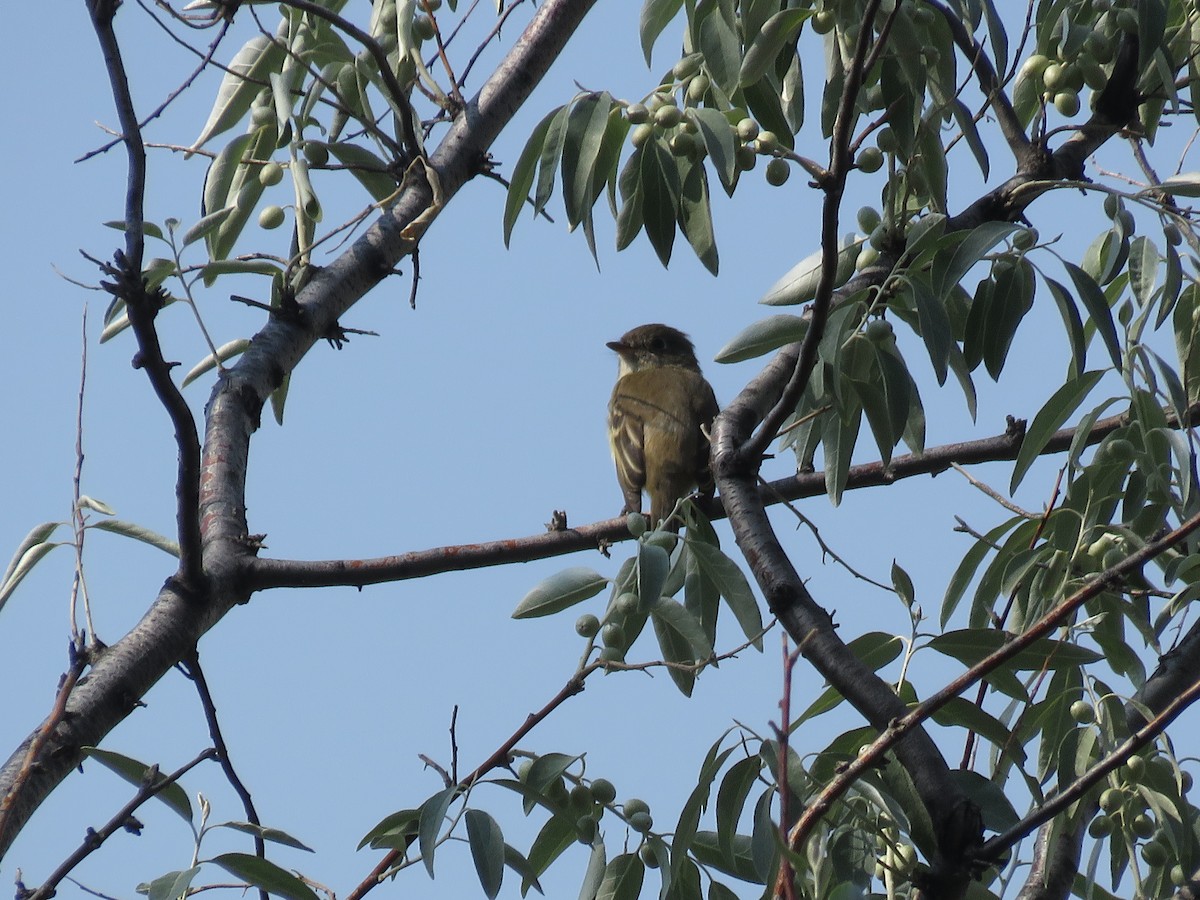 Willow Flycatcher - ML365500021