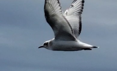 Mouette de Bonaparte - ML365500211