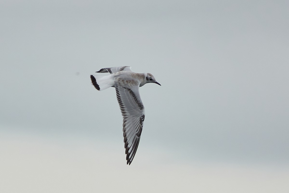 Mouette de Bonaparte - ML365500471