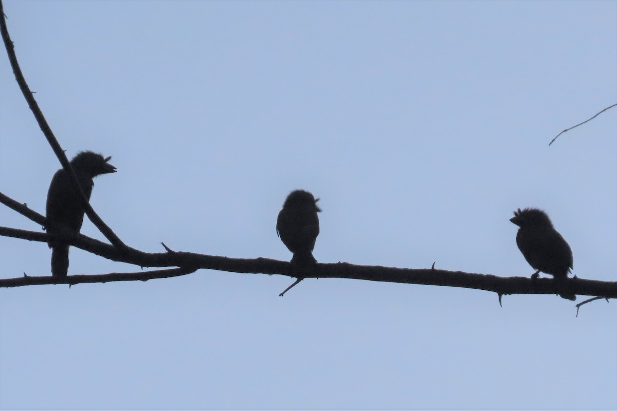 Gray-throated Barbet (Gray-headed) - Audrey Whitlock