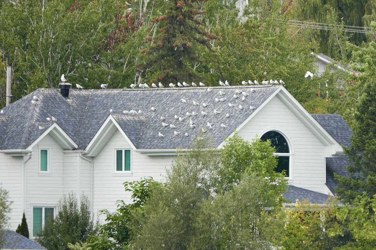 gull sp. - Elodie Roze