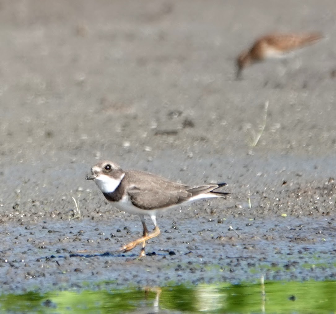 Semipalmated Plover - ML365500671