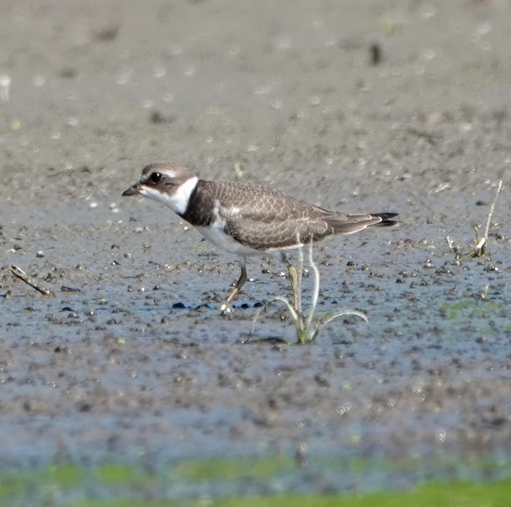 Semipalmated Plover - ML365500701