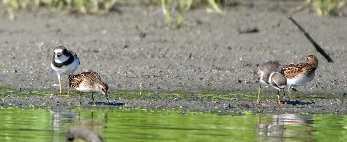 Semipalmated Plover - ML365500721