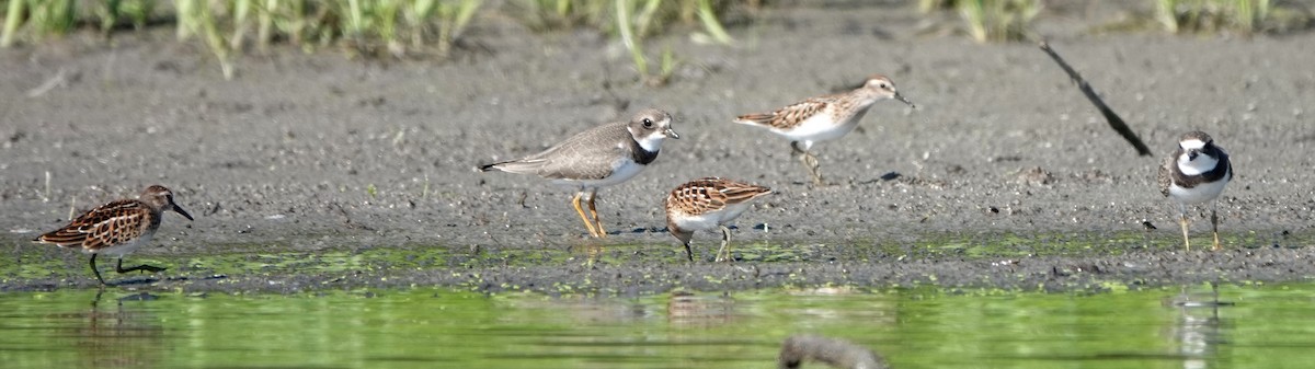 Semipalmated Plover - ML365500731