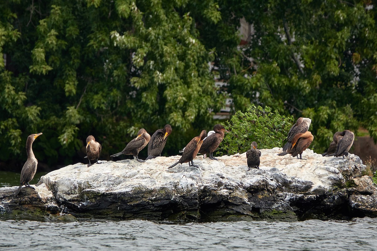 Double-crested Cormorant - Elodie Roze