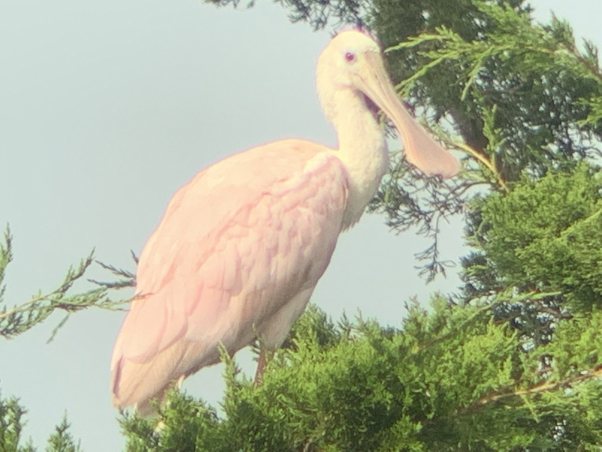 Roseate Spoonbill - ML365501151