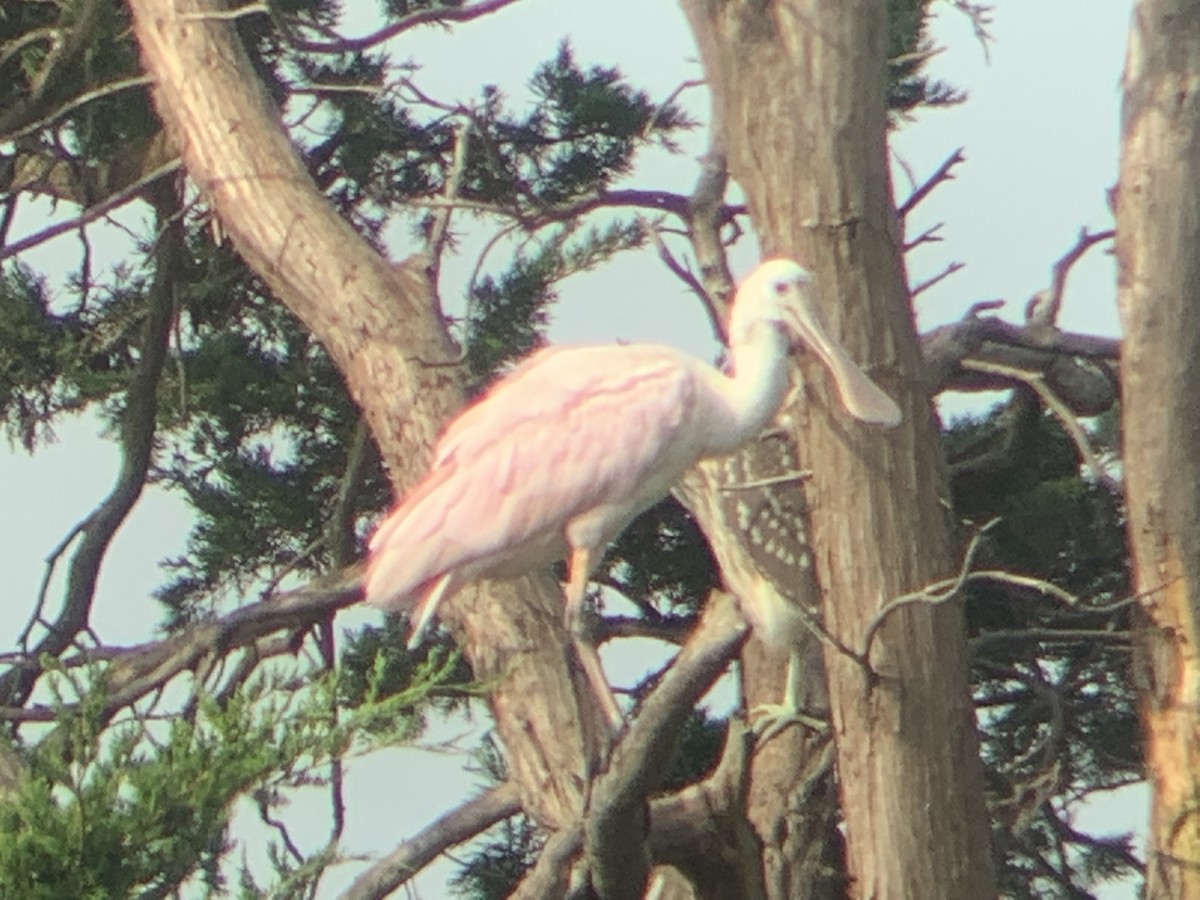 Roseate Spoonbill - ML365501171