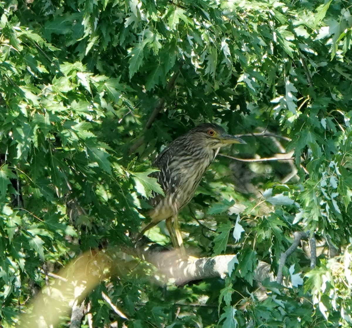 Black-crowned Night Heron - ML365501561