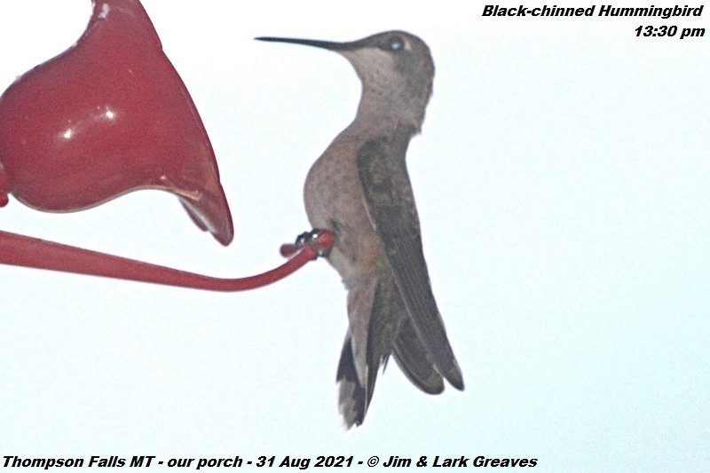 Black-chinned Hummingbird - ML365501881