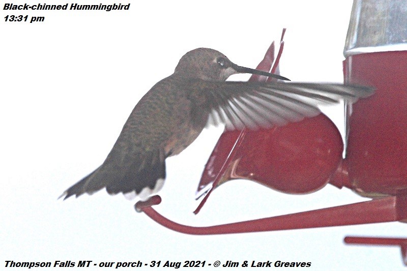 Black-chinned Hummingbird - ML365501891