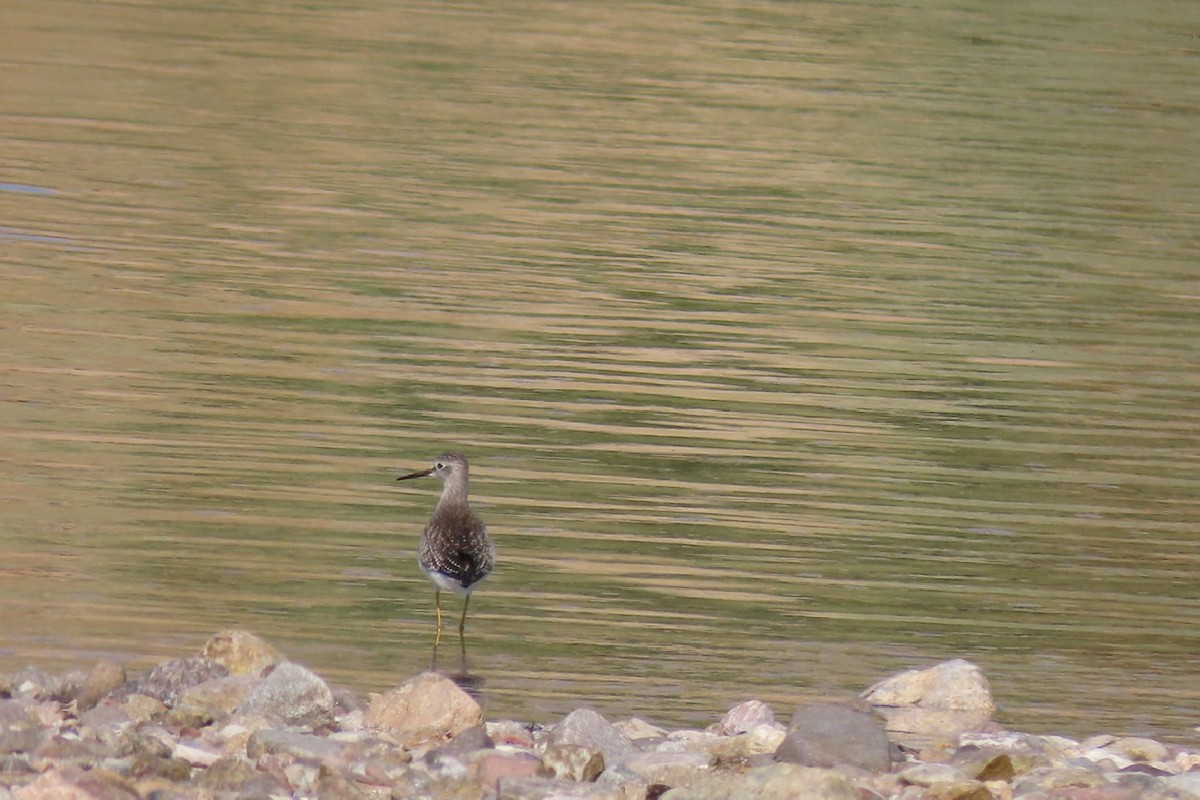 Lesser Yellowlegs - ML365503171