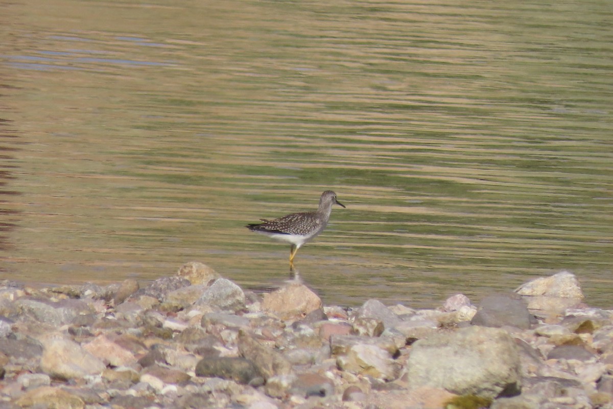 Lesser Yellowlegs - Jan Parrott