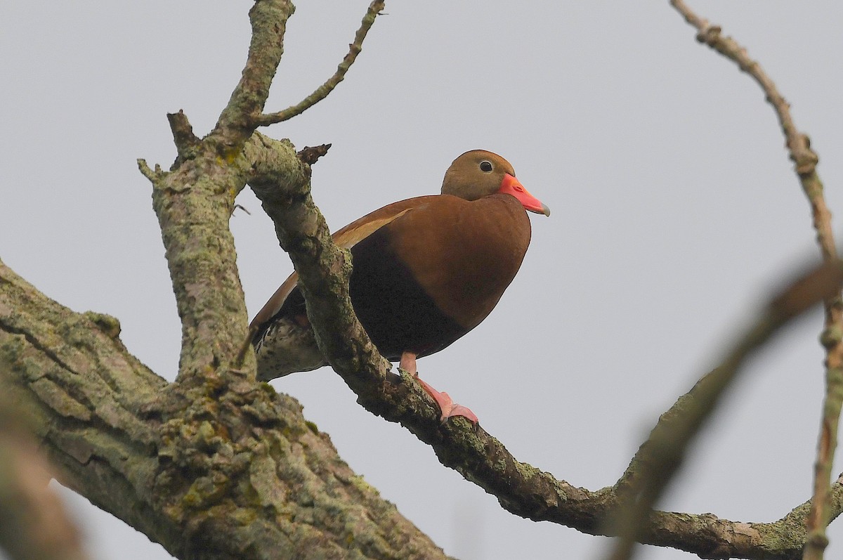 Black-bellied Whistling-Duck - ML365503401