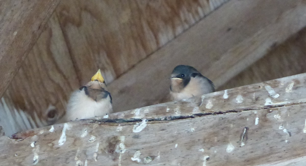 Barn Swallow - ML365503781