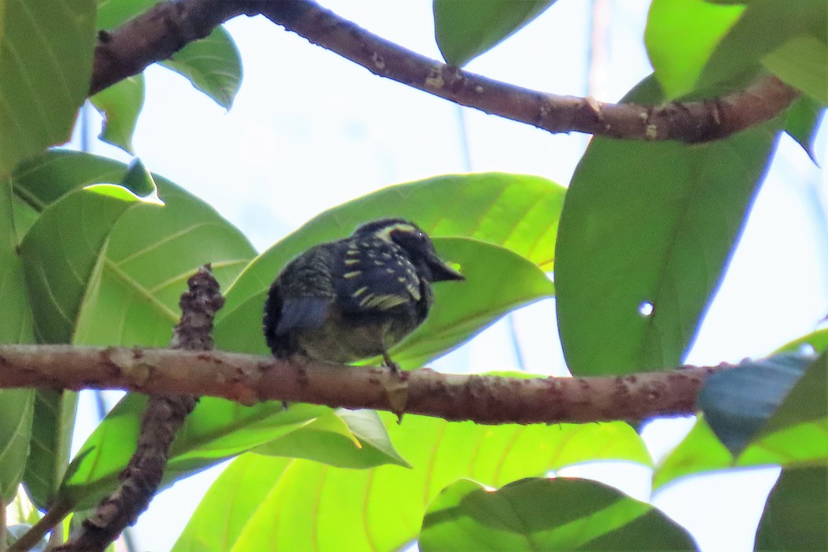 Yellow-spotted Barbet - ML365504281