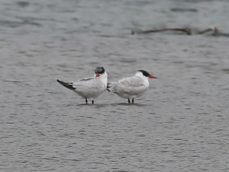 Caspian Tern - ML365505181