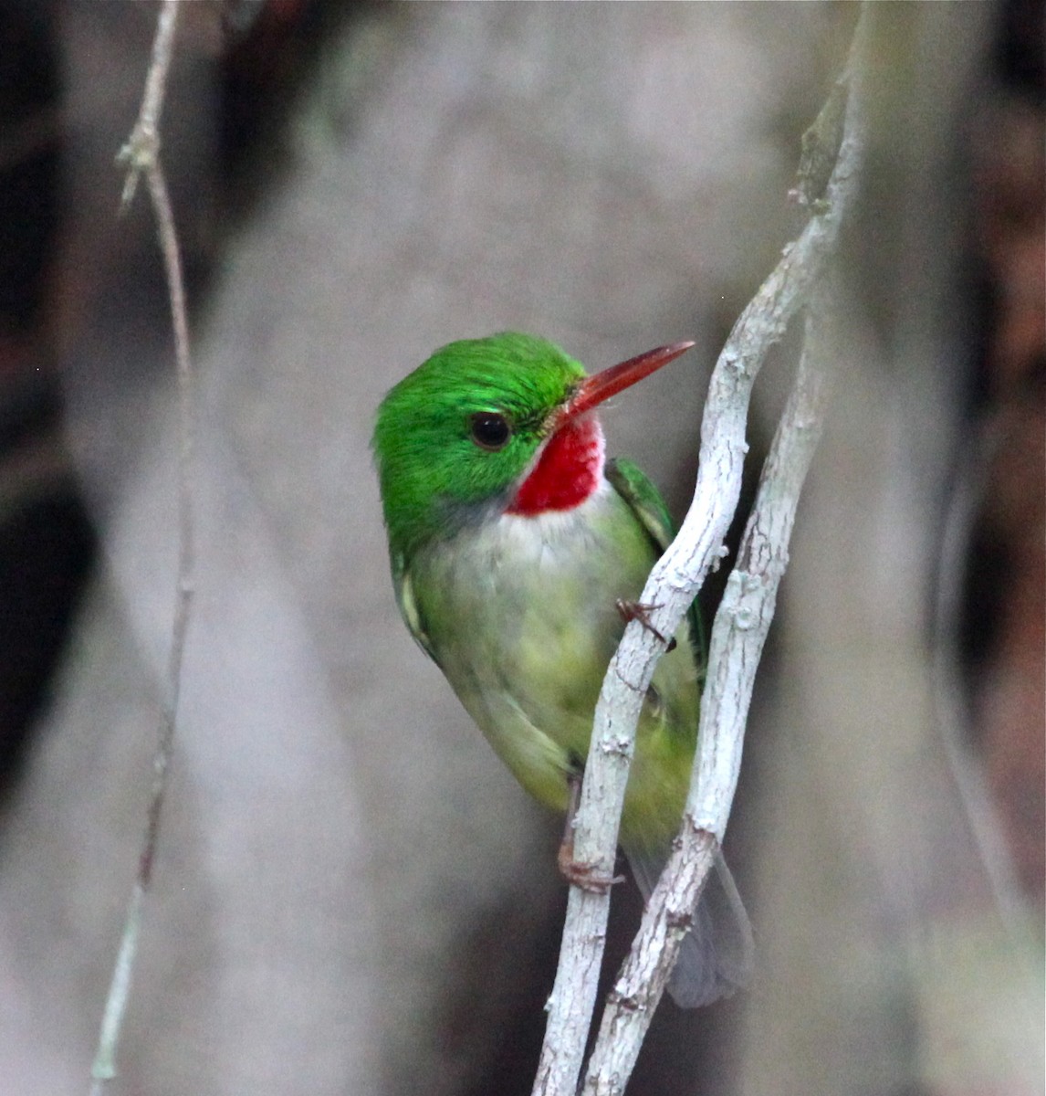 Jamaican Tody - Gil Ewing