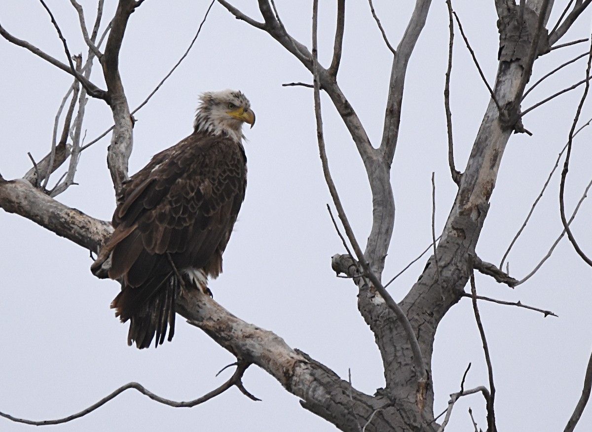 Bald Eagle - Glenn Wyatt