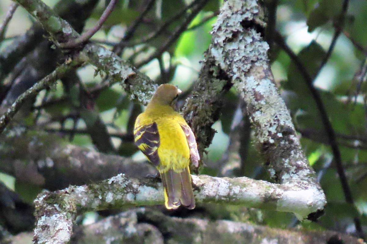 Petit's Cuckooshrike - ML365506321