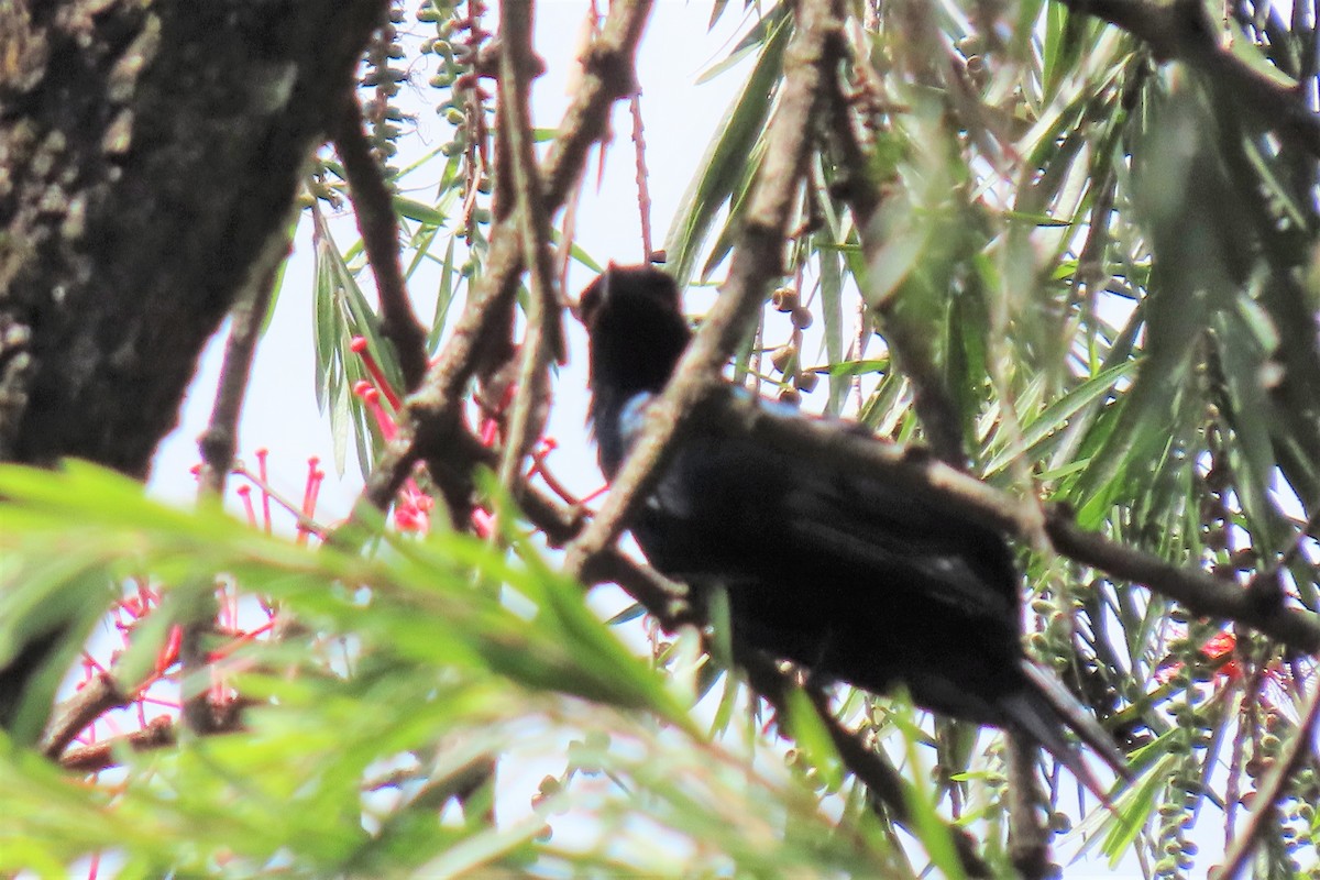 Petit's Cuckooshrike - ML365506351