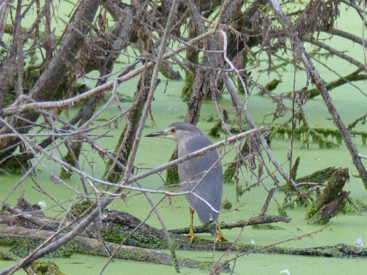 Black-crowned Night Heron - ML365507651