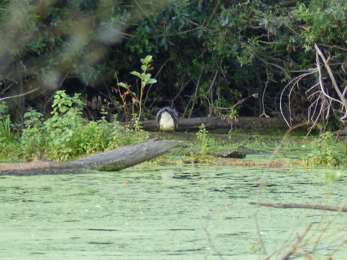 Black-crowned Night Heron - ML365507681