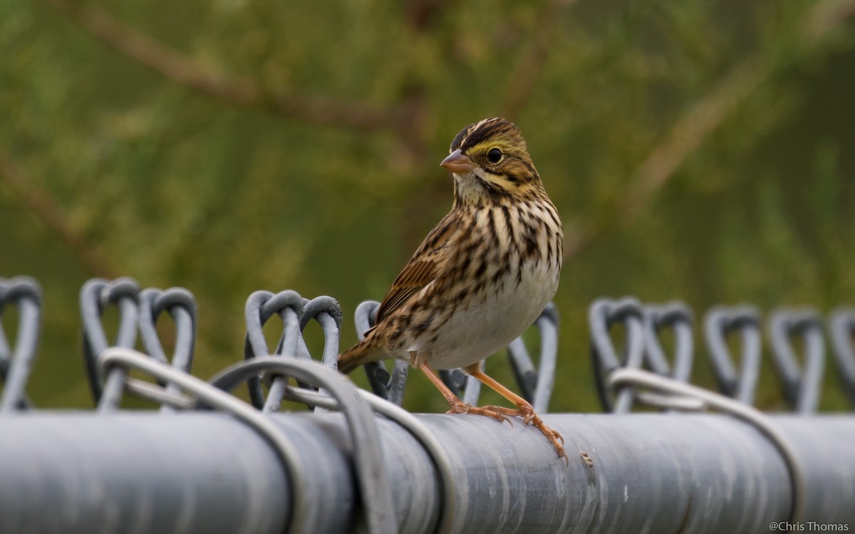 Savannah Sparrow - ML36550981